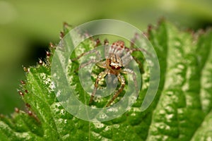 Close up shot of jumping spider on a leaf