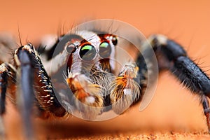 Close-up shot of Jumping spider Plexippus paykulli photo