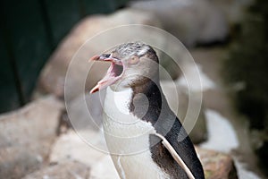 Close up portrait of juvenile yellow eyed penguin opening his mouth photo