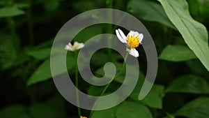 Close-up shot of a Ketul flower with bright yellow and white pistils