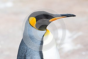 Close up shot of King Penguin - Aptenodytes patagonicus