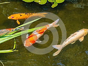 Close up shot of Koi swimming in Botanica, The Wichita Gardens photo