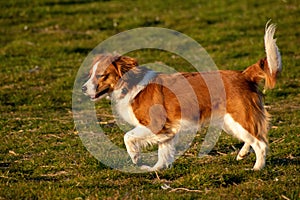 Close-up shot of the Kooikerhondje breed dog in the park
