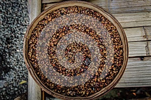 Close up shot of   Kopi Luwak aka Civet Coffee beans; world`s most expensive coffee excreted by asian palm civet