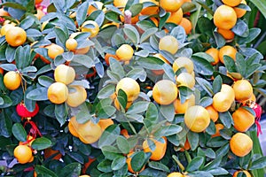 Close-up shot of kumquat trees filled with kumquat fruits.