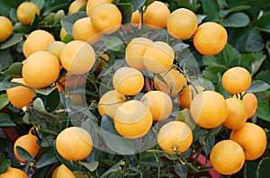 Close-up shot of kumquat trees filled with kumquat fruits..
