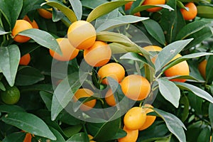 Close-up shot of kumquat trees filled with kumquat fruits..