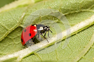 Close up shot of Lady bird on a leaf