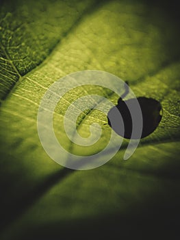 Close-up shot of a ladybug on a leaf