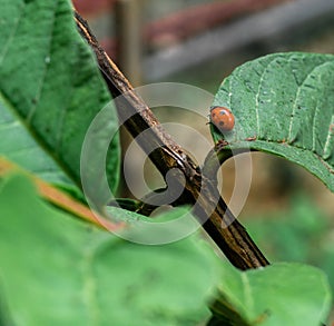 A close up shot of Ladybugs Coccinellidae on a green leaf. Coccinellidae is a widespread family of small beetles