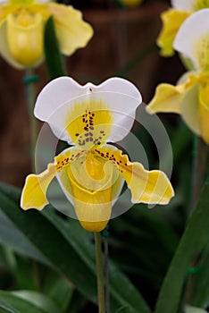 Close up Shot of Ladyâ€™s Slipper Orchid in the Garden.