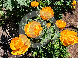 Close-up shot of the large, cup-shaped orange flower blossoms of the Siberian Globe Flower Trollius altaicus flowering in the