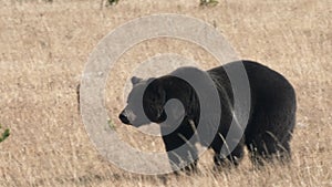 close up shot of a large grizzly bear approaching at yellowstone