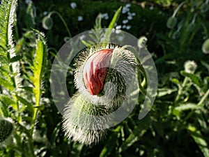 Close-Up shot Of Large Poppy Flower Bud (Papaver Orientale)