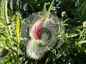 Close-Up shot Of Large Poppy Flower Bud (Papaver Orientale) opening to bright red petals