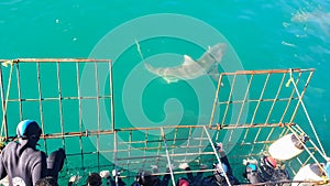 Close up shot large shark next to white shark cage diving in South Africa scary extreme view