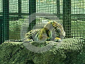 Close-up Shot of Large Sumatran Tiger at Topeka