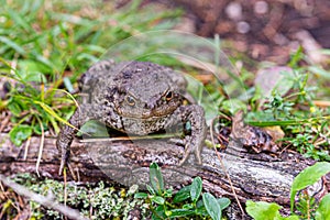 Close up shot of a large toad resting on a wooden trunk