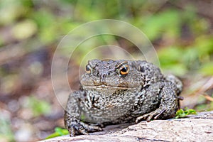 Close up shot of a large toad resting on a wooden trunk