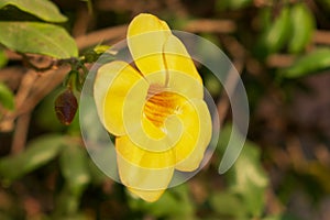 A close-up shot of a large yellow five-petalled flower, showcasing the vibrant beauty of the Golden Trumpet Vine, scientifically