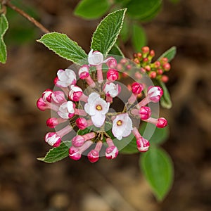 Close-up shot of a laurestine plant with a blurry background