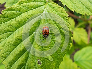 Close-up shot of Leaf beetle Cryptocephalus octopunctatus - red with black spots crawling on a leaf