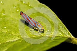 Close up shot of leaf hopper on a leaf