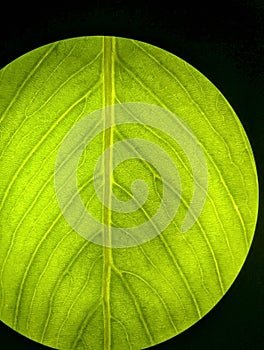 Macro Shot of a Leaf Under a Microscope