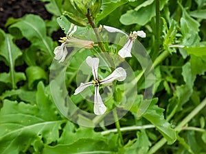 Close-up shot of leaf vegetable Rocket or arugula eruca sativa or eruca vesicaria creamy white flower with purple veins, and