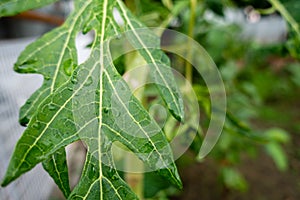 A close up shot of leaves of papaya tree. Plant is usually unbranched and has hollow stems and petioles. Leaves are palmately