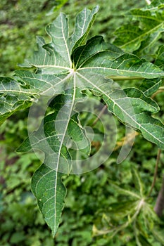 A close up shot of leaves of papaya tree. Plant is usually unbranched and has hollow stems and petioles. Leaves are palmately