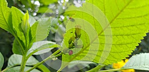 Close up shot of the leaves of a plant and two ladybugs.