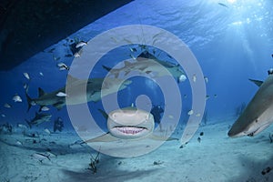 Close-up Shot of Lemon Shark Swimming in Clear Waters of Bahamas