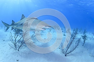 Close-up Shot of Lemon Shark Swimming in Clear Waters of Bahamas