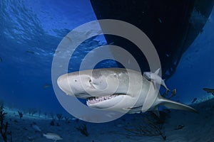 Close-up Shot of Lemon Shark Swimming in Clear Waters of Bahamas