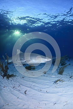 Close-up Shot of Lemon Shark Swimming in Dapple Light in Bahamas