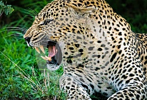 Close-up shot of a leopard with a fierce expression, baring its teeth