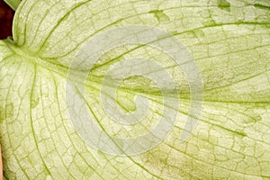 A close-up shot of a light green leaf surface from the Scindapsus plant, with a smooth texture and subtle variegation.