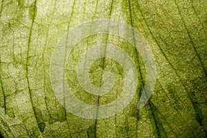 A close-up shot of a light green leaf surface from the Scindapsus plant, with a smooth texture and subtle variegation.