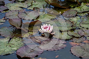 A close up shot of a Lilypad in a lake in the New Forrest, UK