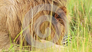 Close up shot of lion eating a zebra leg, detail of wide open mouth African Wildlife in Maasai Mara