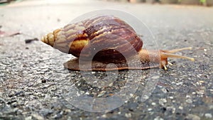 Close up shot of a little brown snail is moving slowly to cross the footpath at the garden. it`s crawling slowly on the wet groun