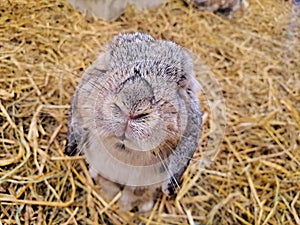 The close up shot of the little rabbit looks so cute.