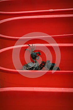 Close-up shot of a live crab in a collection of large red containers