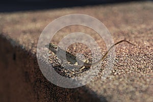 A close-up shot of a lizard on the edge