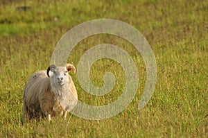 Close-up shot of a lonely Icelandic sheep grazing in a tall meadow landscape in Iceland