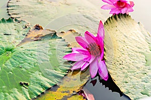 Close up shot of a lotus in water, Red Lotus Lake Talay Bua Daeng, Kumphawapi, Udon Thani, Thailand