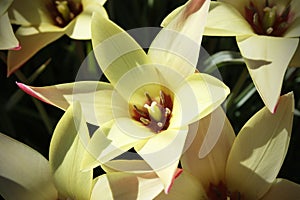 Close-up shot of the lovely bi-coloured pale yellow flowers Cynthia lady tulip