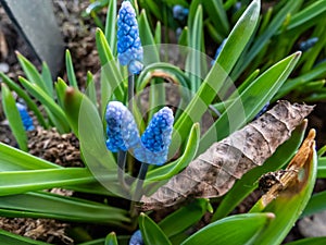 Close-up shot of lovely, compact china-blue grape hyacinth Muscari azureum with closed buds of long, bell-shaped flowers in