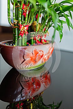 Close up shot of Lucky bamboo with reflection and a fish pot